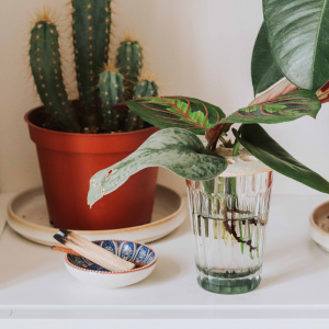 Planten stekken in een glas water